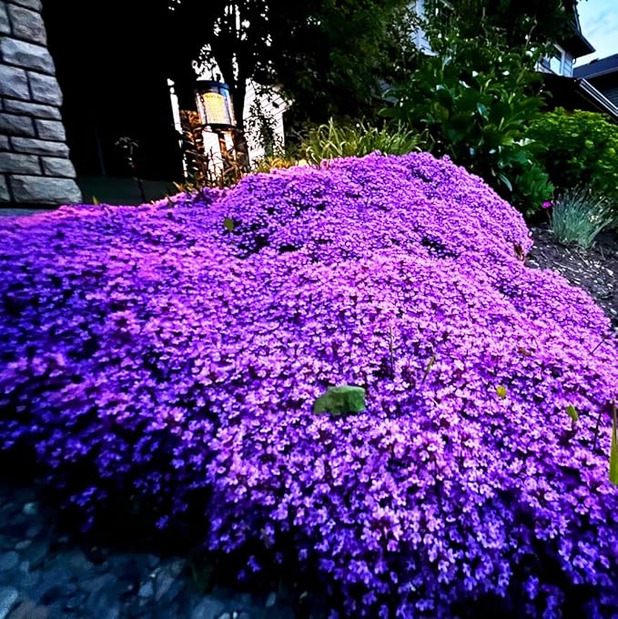 21500+ Creeping Thyme Flower Seeds for Planting Outdoor-Non-GMO Heirloom Magic Carpet Ground Cover Plants Thymus Serpyllum Plant in Your Home Garden