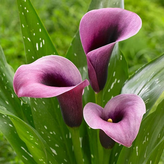 Garden State Bulb Purple Accent Calla Lily Flower Bulbs, 14/16cm, Spring Planting (Bag of 10)