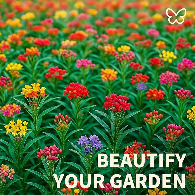600+ Mix Milkweed Seeds for Monarch Butterflies - 6 Individual Varieties Perennial Wildflower (120 Seeds per Pack) Colorful Pollinator Garden, Easy to Grow for Backyard & More (Mix Milkweed Seeds)