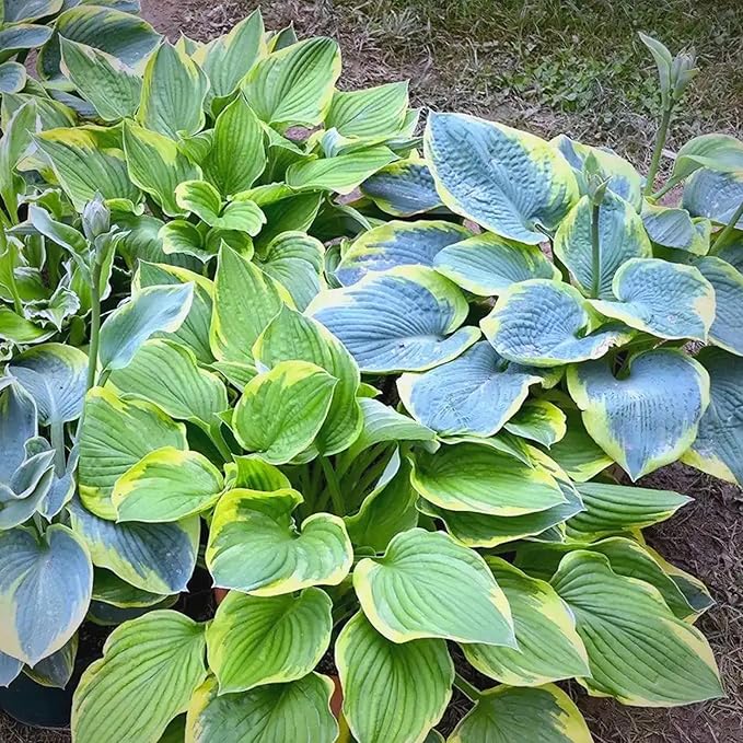 Hosta Seeds for Planting, 297pcs Non-GMO Heirloom Perennial Hosta Flower Seeds, Long Blooming Plants Shaded Entry Pathway Rare Flowers Beauty Home Garden for Outdoors