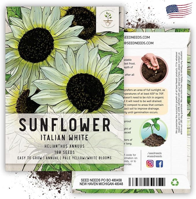 Seed Needs Sunflower Seeds for Planting Italian White Sunflowers - Heirloom & Open Pollinated Flower Seed to Plant Pale Yellow Flowering Plants in a Butterfly Garden (1 Pack)