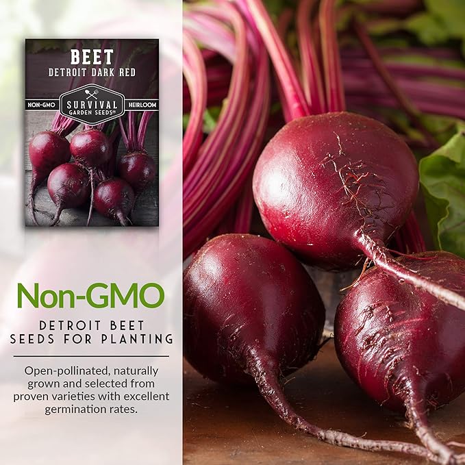 Detroit Dark Red Beet Seeds for Planting - Classic Red Beets for Garden Growing Outdoors, High Yield Heirloom Beetroot, Non-GMO Open Pollinated - Survival Garden Seeds (1 Pack)