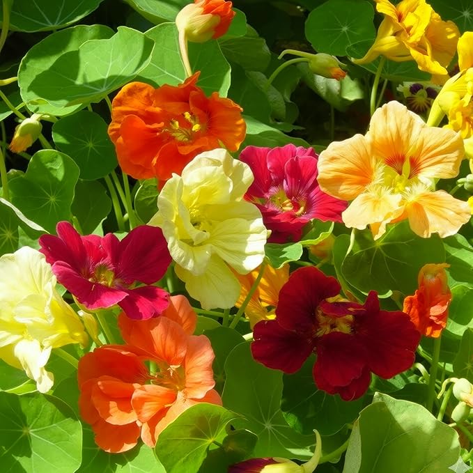 Seed Needs Nasturtium Seeds Jewel Mix Multicolored Edible Flowers | 1.5 Ounce 350+ Seeds Tropaeolum Nanum Annual Flower Seed Mix | Bulk Jewel Nasturtiums for the Garden