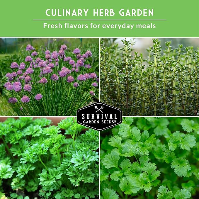 Kitchen Herb Seeds Variety Pack – 5 Garden Herb Seeds for Planting: Basil, Curly Parsley, Cilantro, Chives & Thyme – Heirloom Non GMO Indoor Outdoor Seed Vault - Survival Garden Seeds