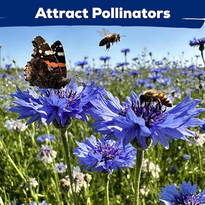 6000+ Cornflower Seeds Perennial for Planting – Blue Bachelor Button Seeds, Non-GMO Pollinator Friendly Flower Seeds for Outdoor Garden, Attract Bees & Butterflies