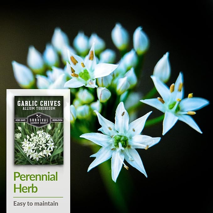 Survival Garden Seeds 1 Pack Garlic Chives Seed for Planting - Packet with Instructions to Grow Delicious Perennial Herbs in Your Home Vegetable Garden - Non-GMO Heirloom