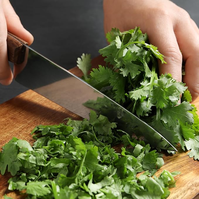 Seed Needs Cilantro Seeds for Planting Coriander Kitchen Herbs - Non-GMO Heirloom & Untreated - Grow a Home Grown Herb Garden Indoors or Outdoors (2 Packs)
