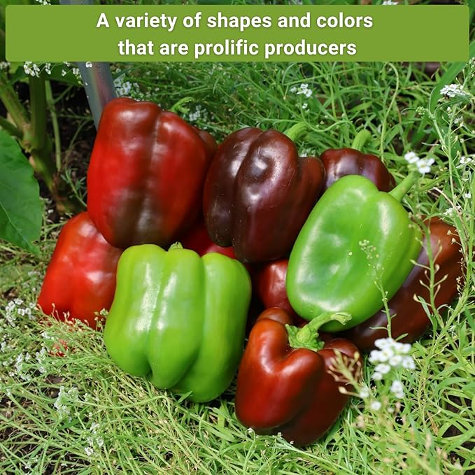 Sow Right Seeds - Sweet Bell Pepper Seed Collection for Planting a Home Garden - Cal Wonder, Emerald Giant, Orange Sun, Purple Beauty, Sunbright, Chocolate Beauty - Non-GMO Heirloom Variety Pack