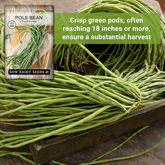Sow Right Seeds - Asparagus Yard Long Pole Bean Seeds for Planting - Non-GMO Heirloom Packet with Instructions to Plant & Grow an Outdoor Home Vegetable Garden - Productive Green Snake Beans (1)
