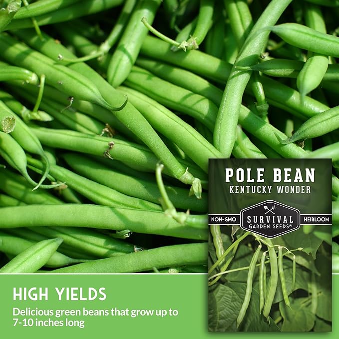 Survival Garden Seeds - Kentucky Wonder Pole Bean Seed for Planting - 2 Packets with Instructions to Plant and Grow Green Snap Beans in Your Home Vegetable Garden - Non-GMO Heirloom Variety
