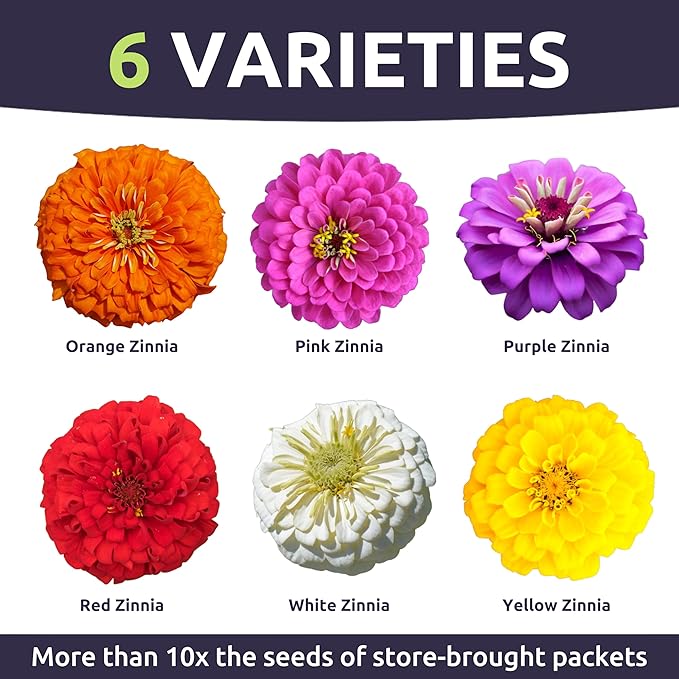 Zinnia Cut & Come Again Mix - Bulk 1 Pound Pouch - 60,000 Flower Seeds for Planting - Zinnia elegans