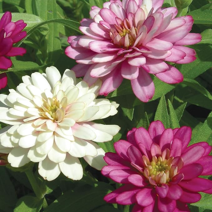 Burpee 'Exquisite' Zinnia Flower Seeds - 500mg Non-GMO Seed Packet for Home Gardening - Heirloom, Double Bloom Pink/Red/White Garden Seeds, Easy Grow Annual Flower
