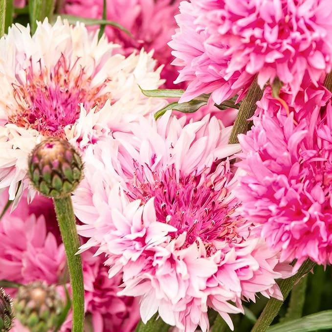 2007+ Mixed Cornflower Seeds for Planting Dwarf Colorful Cornflower Seeds Perennial Corn Flower Seed Non-GMO Heirloom Plant Seed Gardens Outdoors