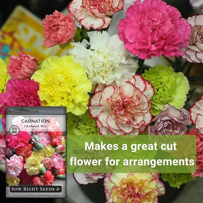 Sow Right Seeds - Chabaud Mix Carnation Seeds for Planting - Non-GMO Heirloom Dianthus Variety Ideal for Outdoor Gardens - Grow Large Carnation Plants - Easy to Sow and Bloom Beautiful Flowers (4)