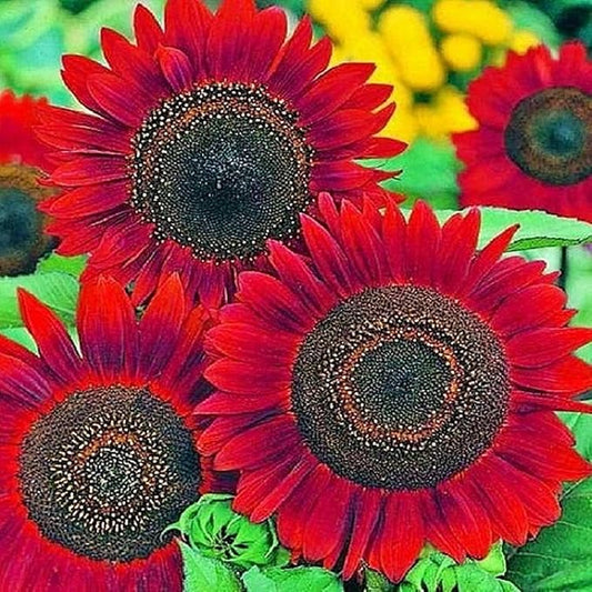 Red Sunflower Seeds for Planting - 50 Heirloom Non GMO Velvet Queen Flower Seeds Plant & Grow Home Outdoor Annual Garden - 2 Packets