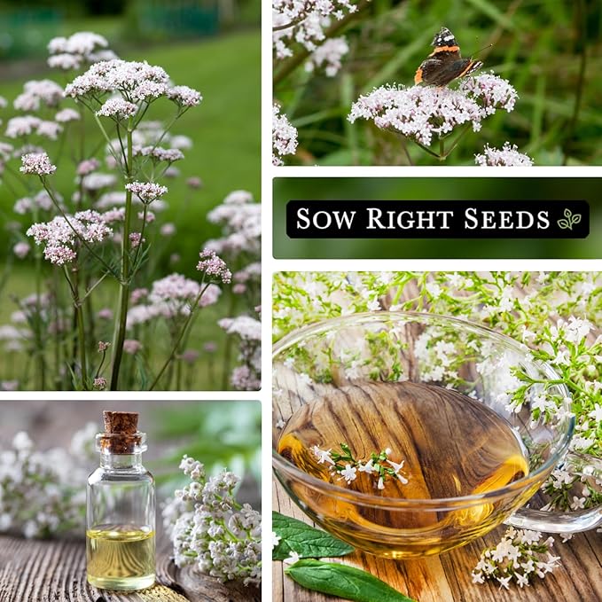 Sow Right Seeds - Valerian Seeds for Planting - Non-GMO Heirloom Packet with Instructions to Plant an Outdoor Herb Garden - Fragrant with Medicinal Benefits - Valerian Root for Sleep & Calm (1)