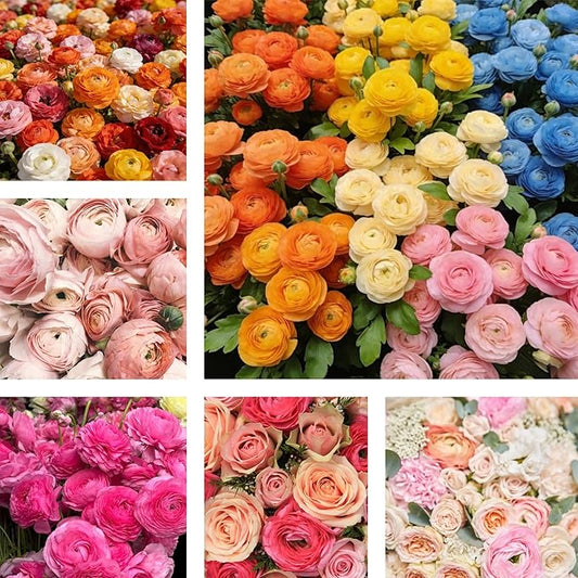 6 Mixed Color Ranunculus Bulbs for Planting, Assorted Pastel Double Buttercups, Spring or Fall Planting Bulbs for Vibrant Garden Blooms, Borders & Cut Flower Garden, Rose Bulb Wedding Flower Bulbs