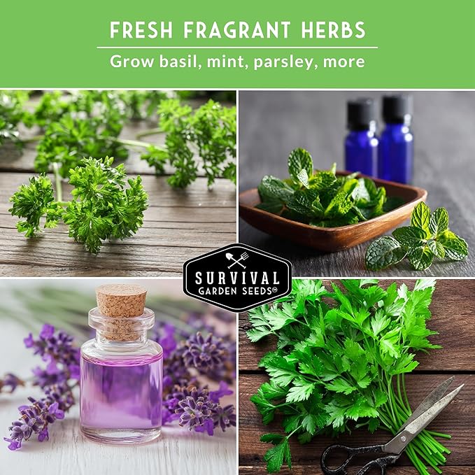 Aromatic Herb Garden Variety Pack – 5 Popular Types of Heirloom Herb Seeds – Spearmint, Lavender, Basil, Parsley, & Cilantro – Indoor, Outdoor Pollinator-Friendly - Survival Garden Seeds