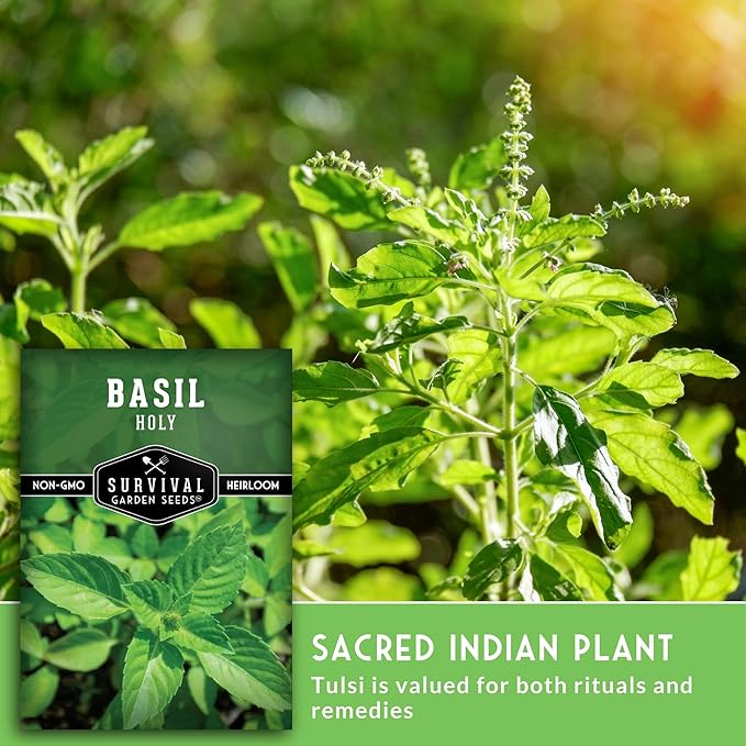 Holy Basil Seed for Planting - Indian Sacred Herb Tulsi Seeds to Grow in Your Home Vegetable Garden - Non-GMO Heirloom Variety - Survival Garden Seeds (5 Packs)