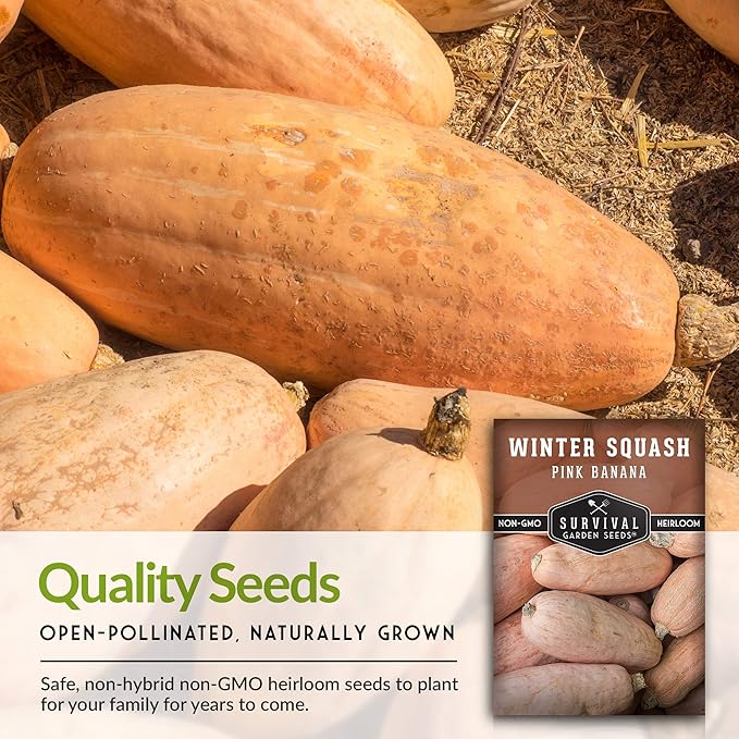 Pink Banana Winter Squash Seeds for Planting - Heirloom Non GMO Vegetable Seed - Extra Large, High Yield, Easy to Grow Unusual Variety - Survival Garden Seeds (3 Packs)