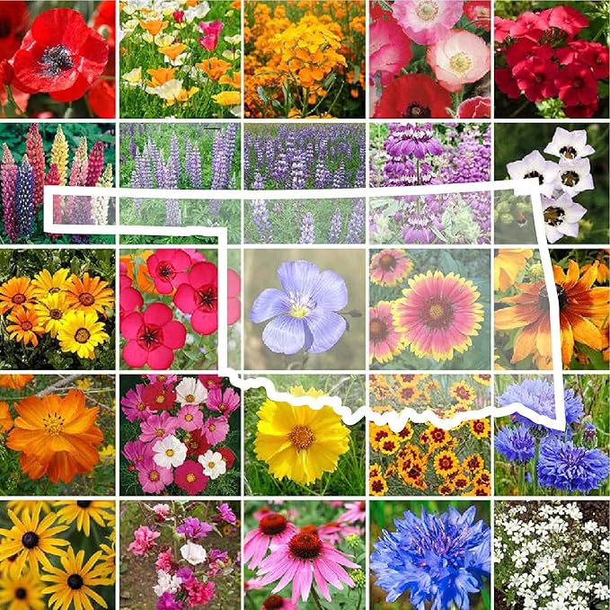 Eden Brothers Oklahoma Wildflower Mixed Seeds for Planting, 1 lb, 480,000+ Seeds with Lupine, WallFlower | Attracts Pollinators, Plant in Spring or Fall, Zones