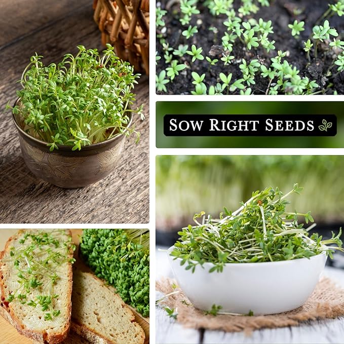 Sow Right Seeds - Garden Cress Seeds for Planting - Non-GMO Heirloom Packet with Instructions to Plant and Grow a Kitchen Herb Garden - Indoors or Outdoors - Edible Leaves and Cute Filler (1)