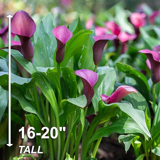 Garden State Bulb Purple Accent Calla Lily Flower Bulbs, 14/16cm, Spring Planting (Bag of 15)