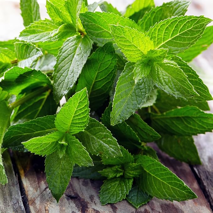 Seed Needs Peppermint Seeds for Planting - Non-GMO Heirloom & Untreated - Medicinal/Culinary Herb to Plant a Home Grown Indoor or Outdoor Garden (2 Packs)