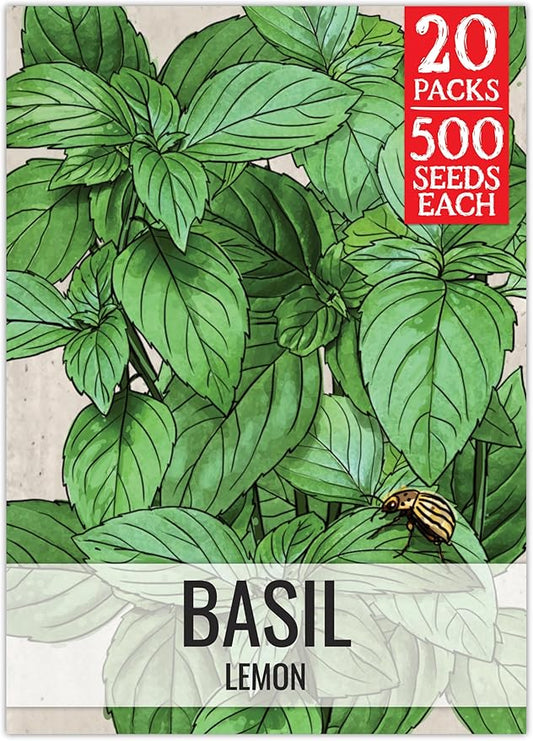 Seed Needs Lemon Basil Seeds for Planting - Non-GMO Heirloom & Untreated Culinary Herb Seed to Plant an Indoor or Outdoor Home Grown Kitchen Garden (20 Packs)
