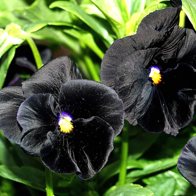 Seed Needs Pansy Seeds for Planting Clear Crystals Black Pansies - Heirloom & Open Pollinated Annual Flower Seed to Plant an Outdoor Gothic Garden (5 Packs)