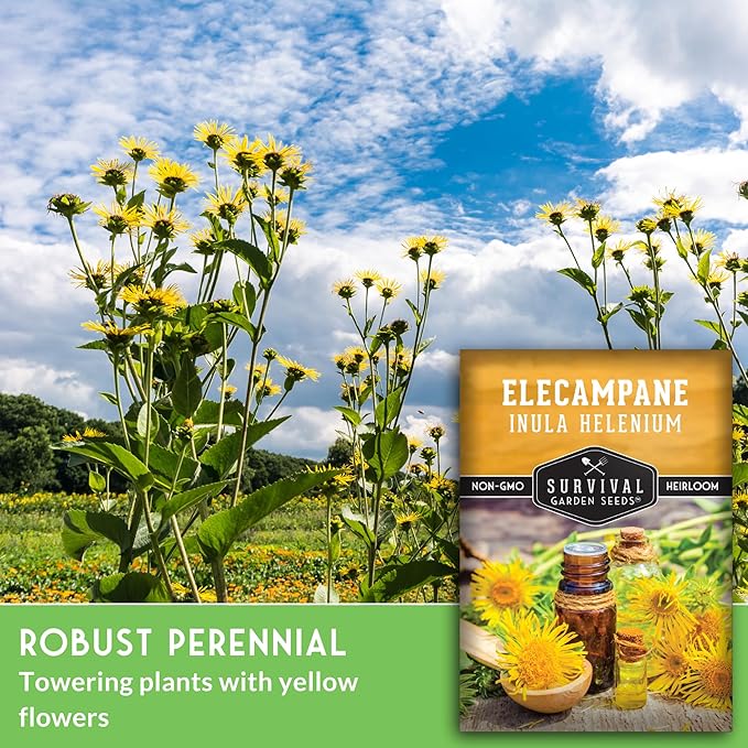 Elecampane Seeds for Planting - Traditional Medicinal Herb (Inula helenium) with Tall Yellow Blooms for Homestead & Healing Gardens - Heirloom Non-GMO - Survival Garden Seeds (2 Packs)