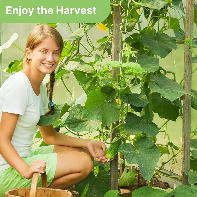 Organic Cucumber Seeds-Marketmore 76, Approx 250 Seeds for Planting Indoor & Outdoor | Non-GMO, USDA Organic, USA Origin Vegetable Seeds for Home Garden (Cucumis sativus L.)