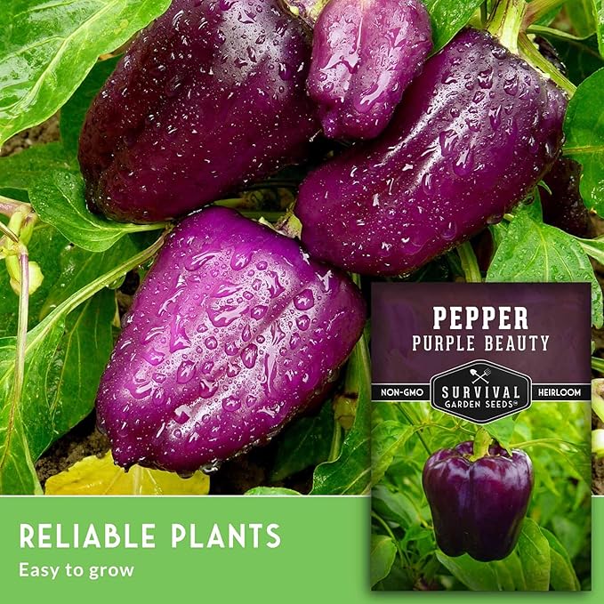 Purple Beauty Bell Pepper Seeds for Planting | Heirloom Sweet Purple Bell Peppers for Home Gardens – Non-GMO Open-Pollinated – Survival Garden Seeds (2 Packs)