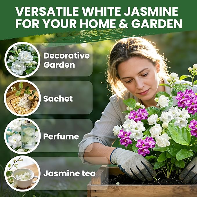 Jasmine Seeds for Planting Mixed Colors (White & Purple), Midnight Perfume Jasmine Seeds, 200+ Fragrant Flower Seeds, Easy to Grow Garden Flowers for Indoor Outdoor