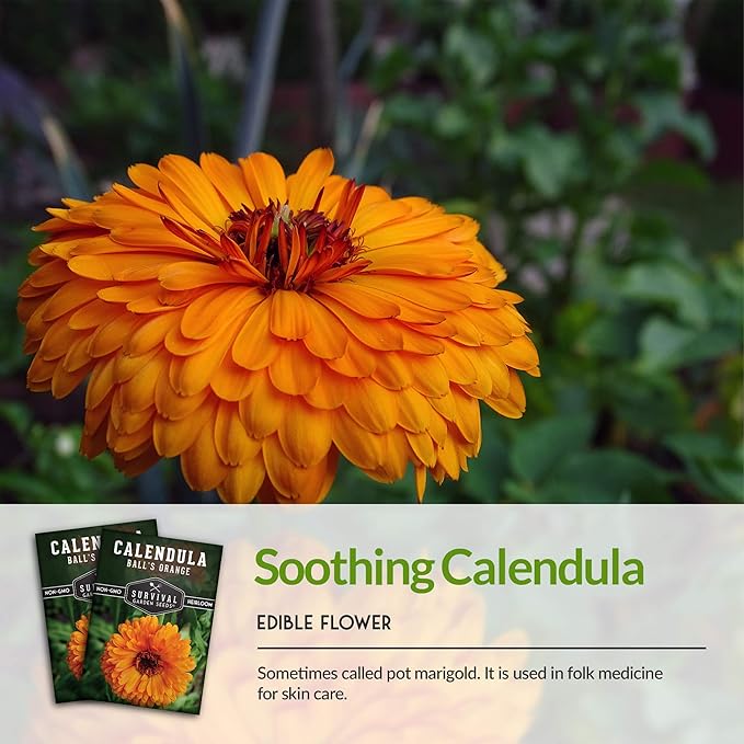 Ball’s Orange Calendula Seeds for Planting – Medicinal Herb & Edible Flower with Bright Orange Blooms – Heirloom Pot Marigold for Skin Care & Teas – Survival Garden Seeds (2 Packs)