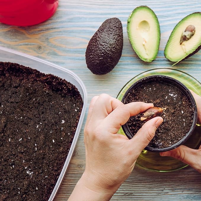 Organic Avocado Tree Potting Soil Mix 2qt, Enhance Growth and Transplant Success for Avocado Plants