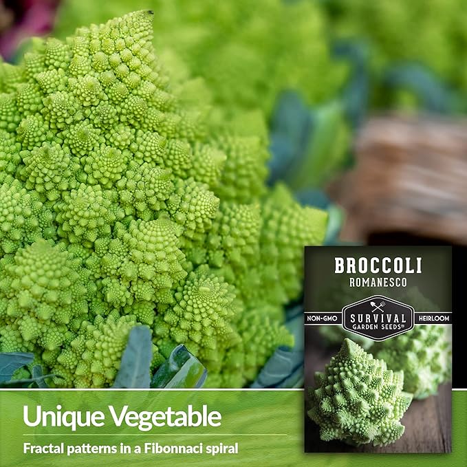 Romanesco Broccoli Seeds for Planting - Exotic Italian Heirloom Vegetable with Unique Spiral Heads - High Yield, Cool Weather Crop - Non-GMO, Open-Pollinated - Survival Garden Seeds (5 Packs)