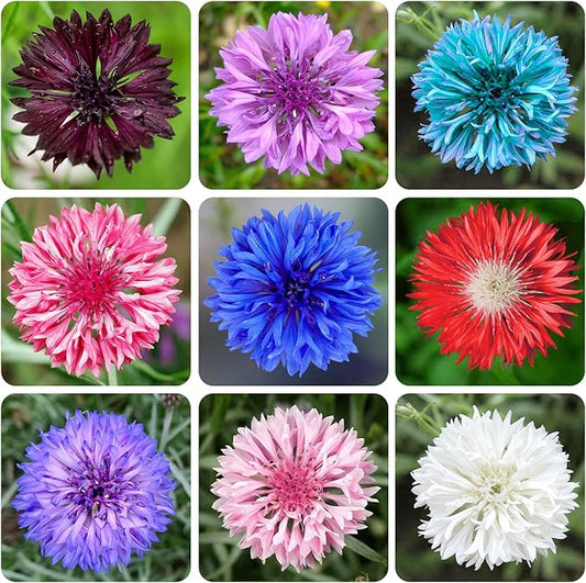 3200+ Mix Cornflower Seeds for Planting - Non-GMO Bachelor Button Flower Seeds Garden Outdoor,Perennial Plant Seeds