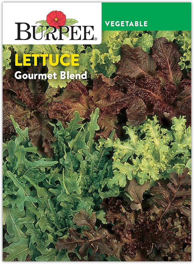 Burpee 'Gourmet Blend' Lettuce Seeds - 680mg Non-GMO Seed Packet for Home Gardening - Fast Growing Mixed Lettuce, Colorful Loose Leaf Variety, Heat Tolerant (Gourmet Blend Lettuce Seeds)