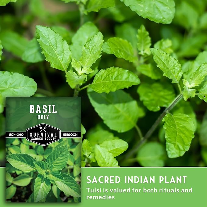 Holy Basil Seed for Planting - Indian Sacred Herb Tulsi Seeds to Grow in Your Home Vegetable Garden - Non-GMO Heirloom Variety - Survival Garden Seeds (2 Packs)