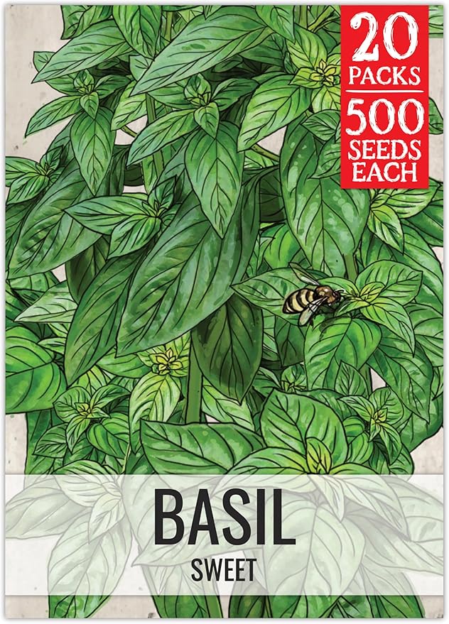 Seed Needs Sweet Genovese Basil Seeds for Planting - Non-GMO Heirloom & Untreated Culinary Herb Seed to Plant an Indoor or Outdoor Home Grown Kitchen Garden (20 Packs)