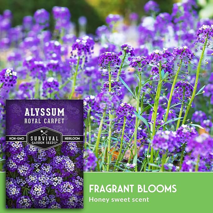Alyssum Seeds for Planting - Sweet Royal Carpet Purple Alyssum - Fragrant Perennial Flower & Ground Cover - Heirloom Non-GMO - Survival Garden Seeds (3 Packs)