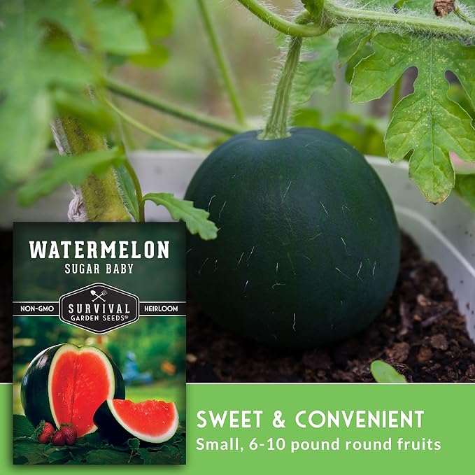 Sugar Baby Watermelon Seeds - Grow Little Round Icebox Watermelons at Home - Non-GMO Heirloom Variety for Planting - Survival Garden Seeds (2 Pack)