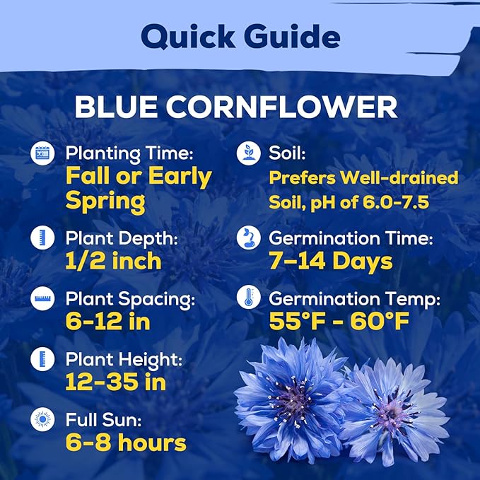6000+ Cornflower Seeds Perennial for Planting – Blue Bachelor Button Seeds, Non-GMO Pollinator Friendly Flower Seeds for Outdoor Garden, Attract Bees & Butterflies