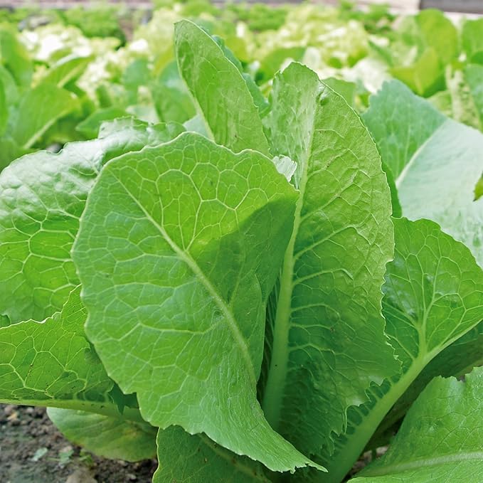 Burpee 'Little Caesar' Lettuce Seeds - 680mg Non-GMO Lettuce Head Seeds - Burpee Exclusive, Heirloom, Container Friendly, Vegetable Garden Planting, Easy Grow Lettuce (Lettuce, Little Caesar)