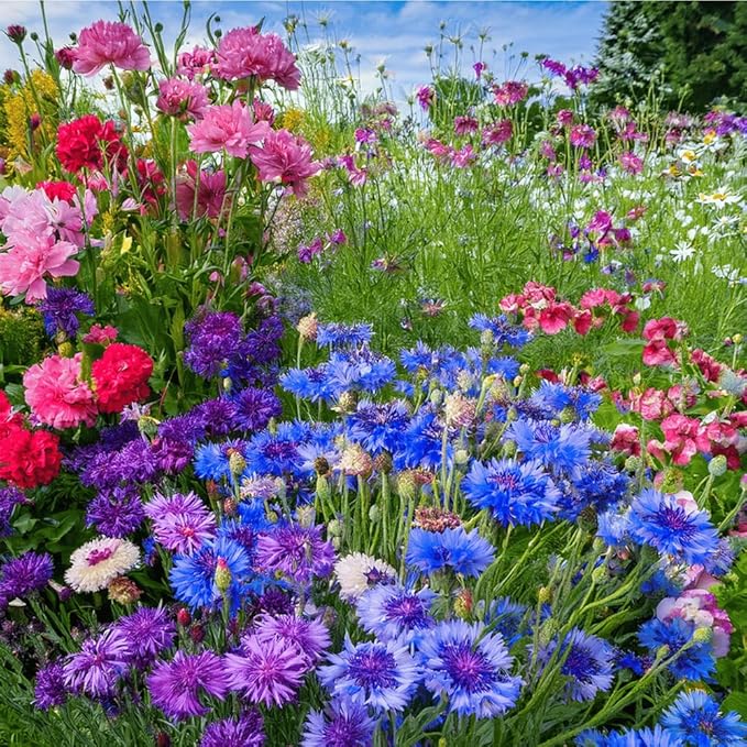 2007+ Mixed Cornflower Seeds for Planting Dwarf Colorful Cornflower Seeds Perennial Corn Flower Seed Non-GMO Heirloom Plant Seed Gardens Outdoors