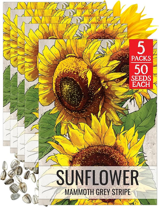 Seed Needs Mammoth Grey Stripe Sunflower Seeds for Planting - Heirloom & Open Pollinated Flower Seed to Plant an Outdoor Butterfly Garden (5 Packs)