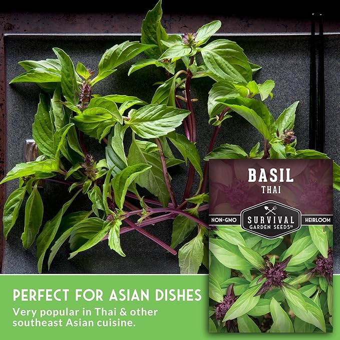 Thai Basil Seeds for Planting – Sweet Thai Basil with Anise Flavor for Asian Cooking – Heirloom Non-GMO Herb Seed for Indoor or Outdoor Gardens – Survival Garden Seeds (3 Pack)