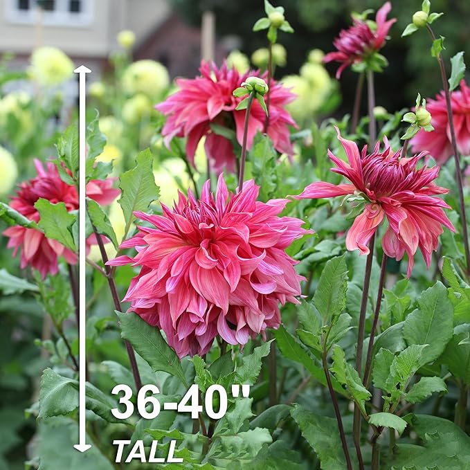 Garden State Bulb Maki Dinnerplate Dahlia Flower Bulbs, Pink, Spring Planting (Bag of 4)