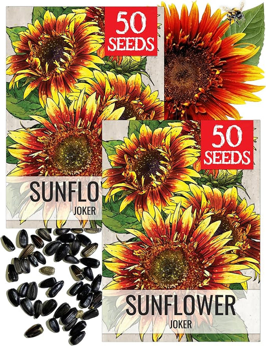 Seed Needs Joker Sunflower Seeds for Planting Sunflowers - Hybrid Flower Seed to Plant an Outdoor Home Grown Butterfly Garden (2 Packs)